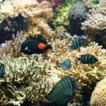 Aquarium du cap D'Agde